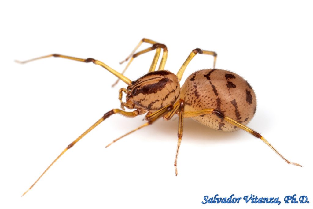 Class Arachnida-Araneae-Scytodidae-Dictis Striatipes-Spitting Spiders ...