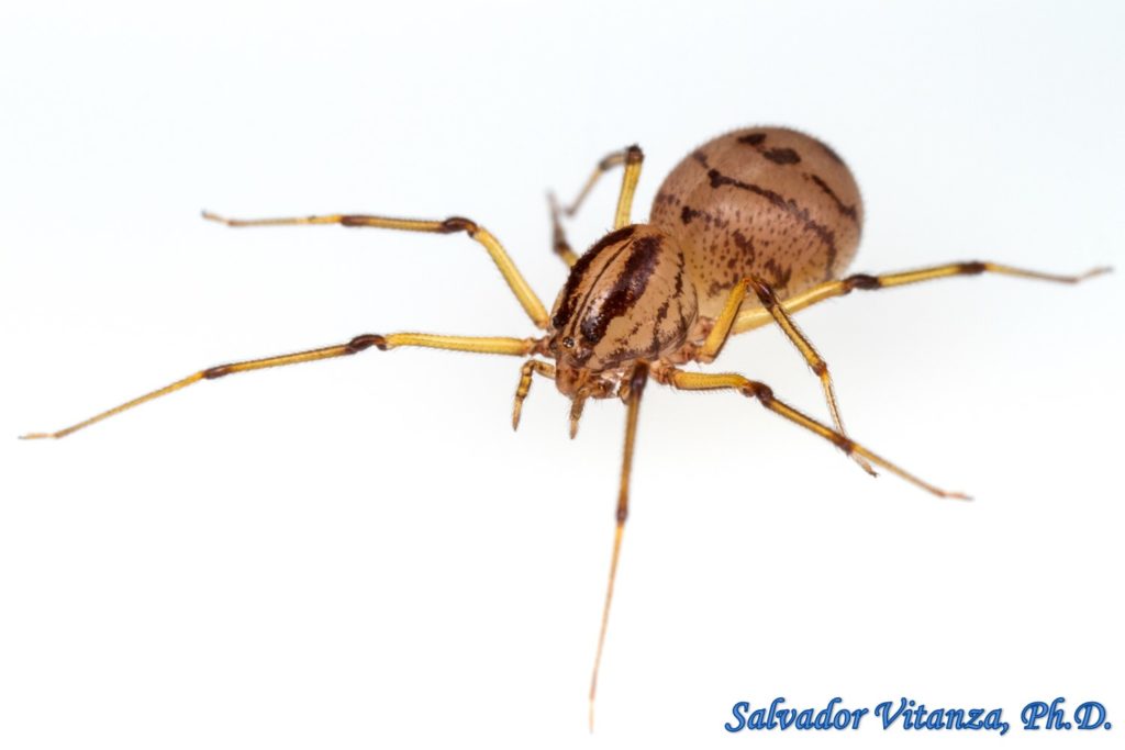 Class Arachnida-Araneae-Scytodidae-Dictis Striatipes-Spitting Spiders ...