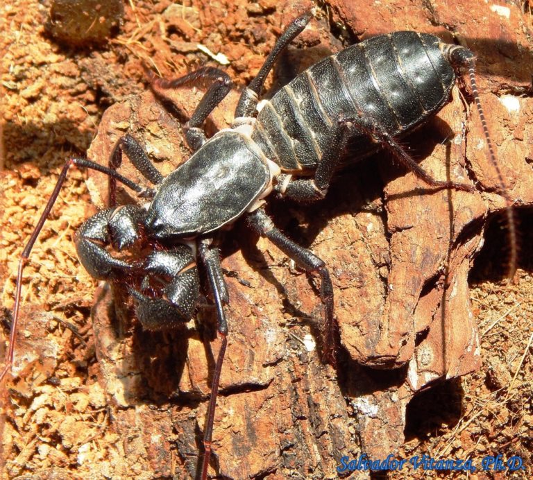 Class Arachnida-Uropygi-Thelyphonidae-Mastigoproctus giganteus-Giant ...