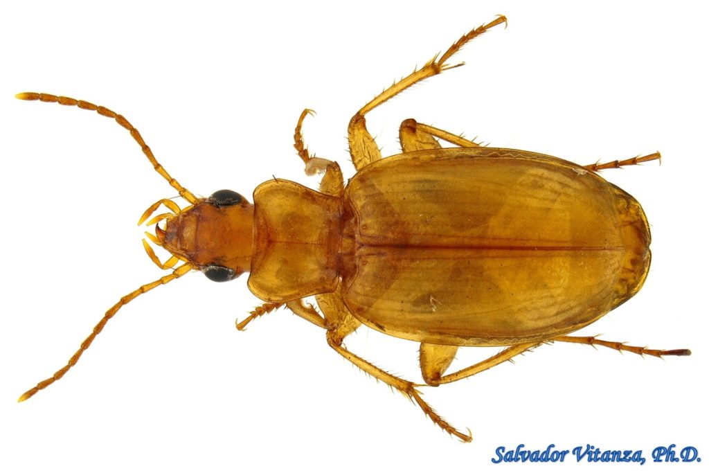 Coleoptera-Carabidae-Tetragonoderus pallidus-Ground Beetles (A) - Urban ...