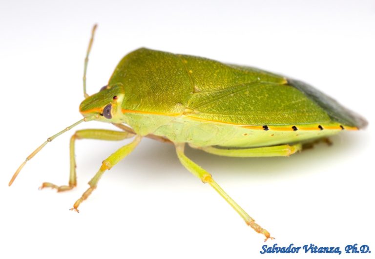 Hemiptera-Heteroptera-Pentatomidae-Chinavia hilaris-Common Green Stink ...