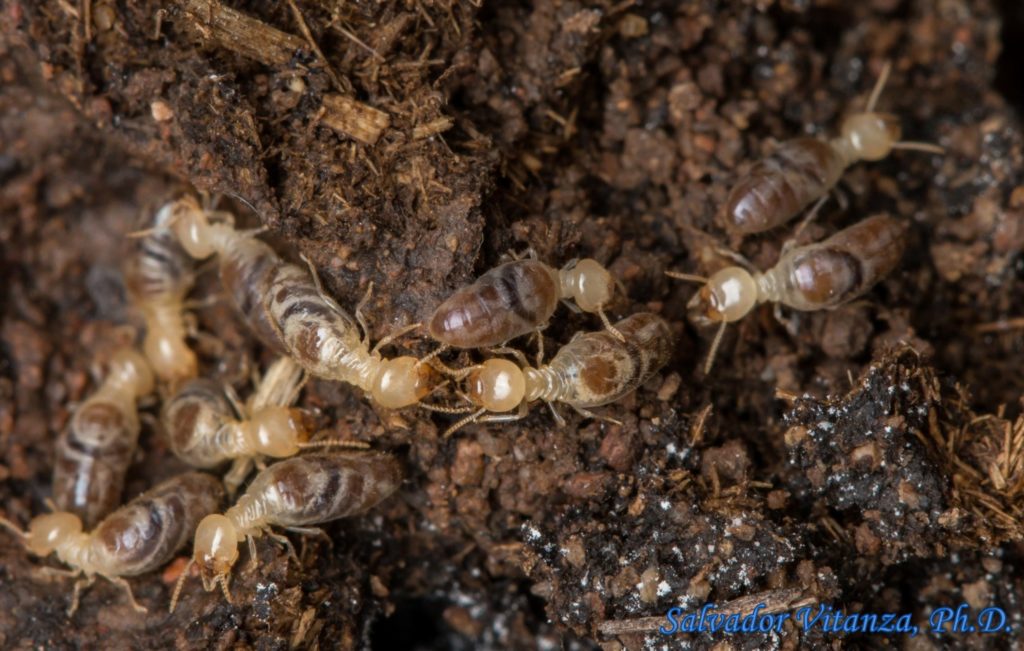 Blattodea-Termitidae-Amitermes-Higher Termites (B) - Urban Programs ...