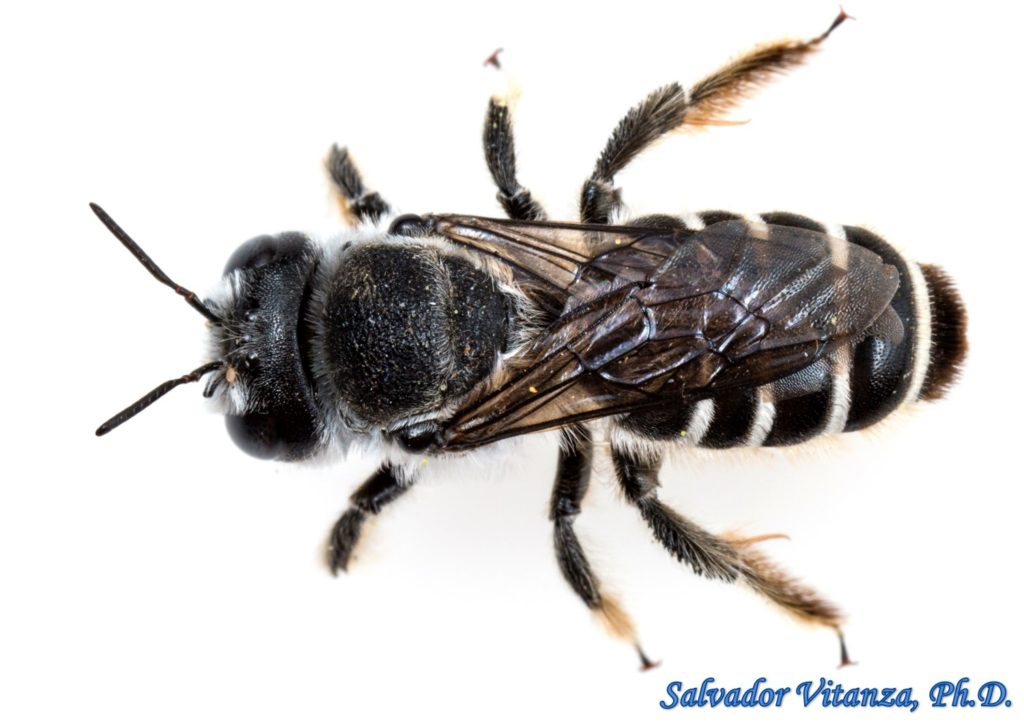 Hymenoptera-Megachilidae-Lithurgopsis-Woodborer Bees (A) - Urban ...