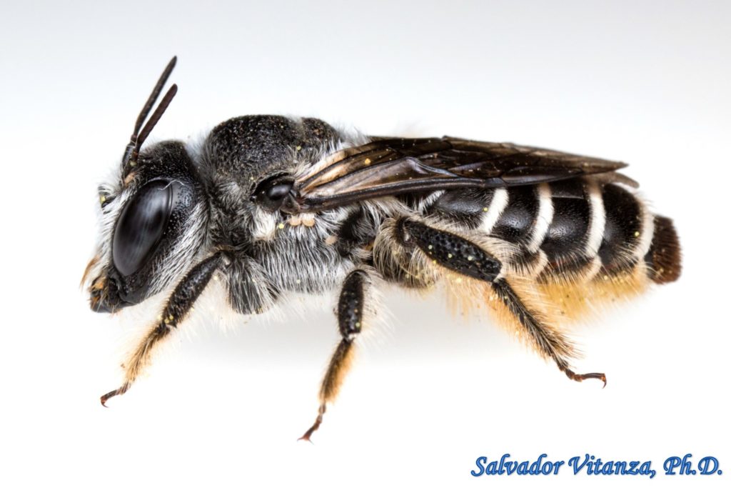 Hymenoptera-Megachilidae-Lithurgopsis-Woodborer Bees (E) - Urban ...