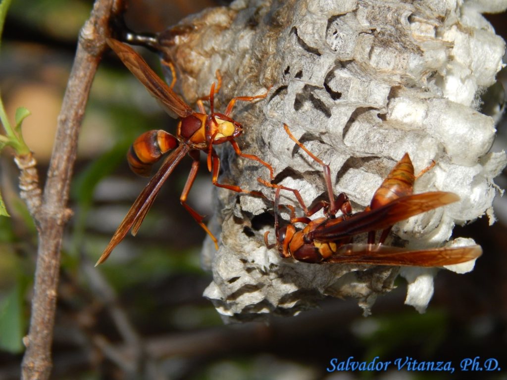 Hymenoptera-Vespidae-Polistes major major-Horse Paper Wasp (B) - Urban ...