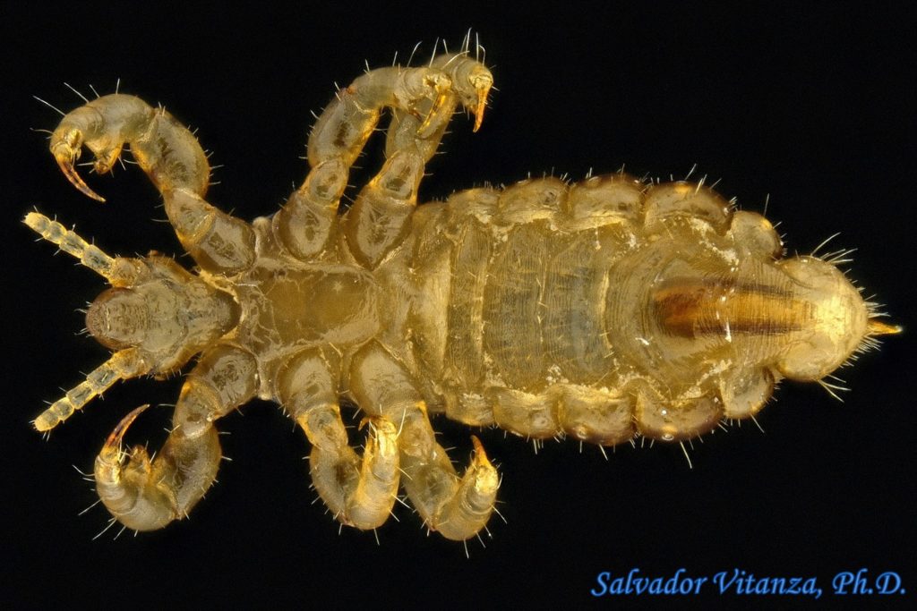 Psocodea Pediculidae Pediculus Humanus Capitis Head Louse MALE C psocodea-pediculidae-pediculus-humanus-capitis-head-louse-male-c