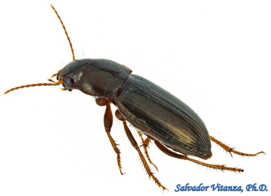 Coleoptera-Carabidae-Discoderus impotens-Ground Beetles FEMALE (B ...