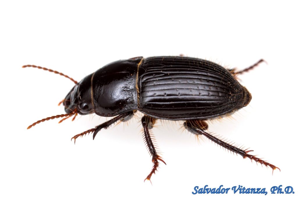 Coleoptera-Carabidae-Euryderus Grossus-Ground Beetles (B) - Urban ...