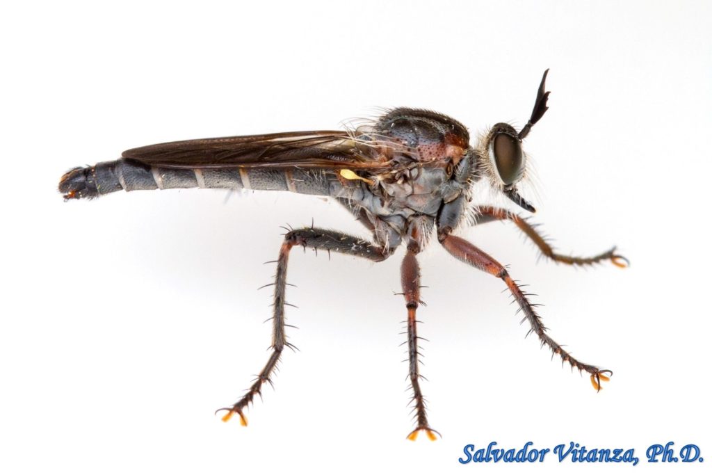 Diptera Asilidae Ospriocerus Robber Flies Male B Urban Programs El Paso County