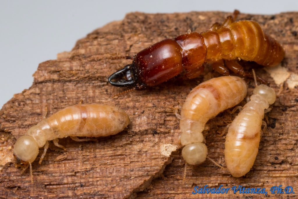 Blattodea-Kalotermitidae-Incisitermes Arizonensis-Drywood Termites (B ...