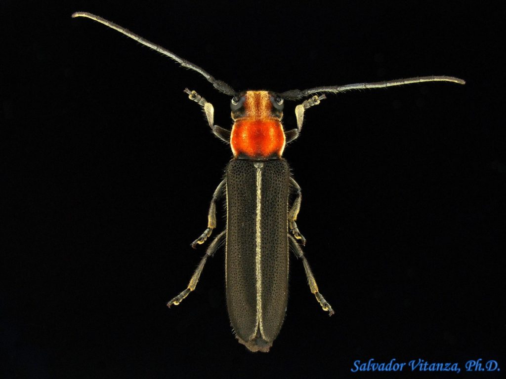 Coleoptera-Cerambycidae-Dylobolus Rotundicollis-Flat Faced Longhorn ...