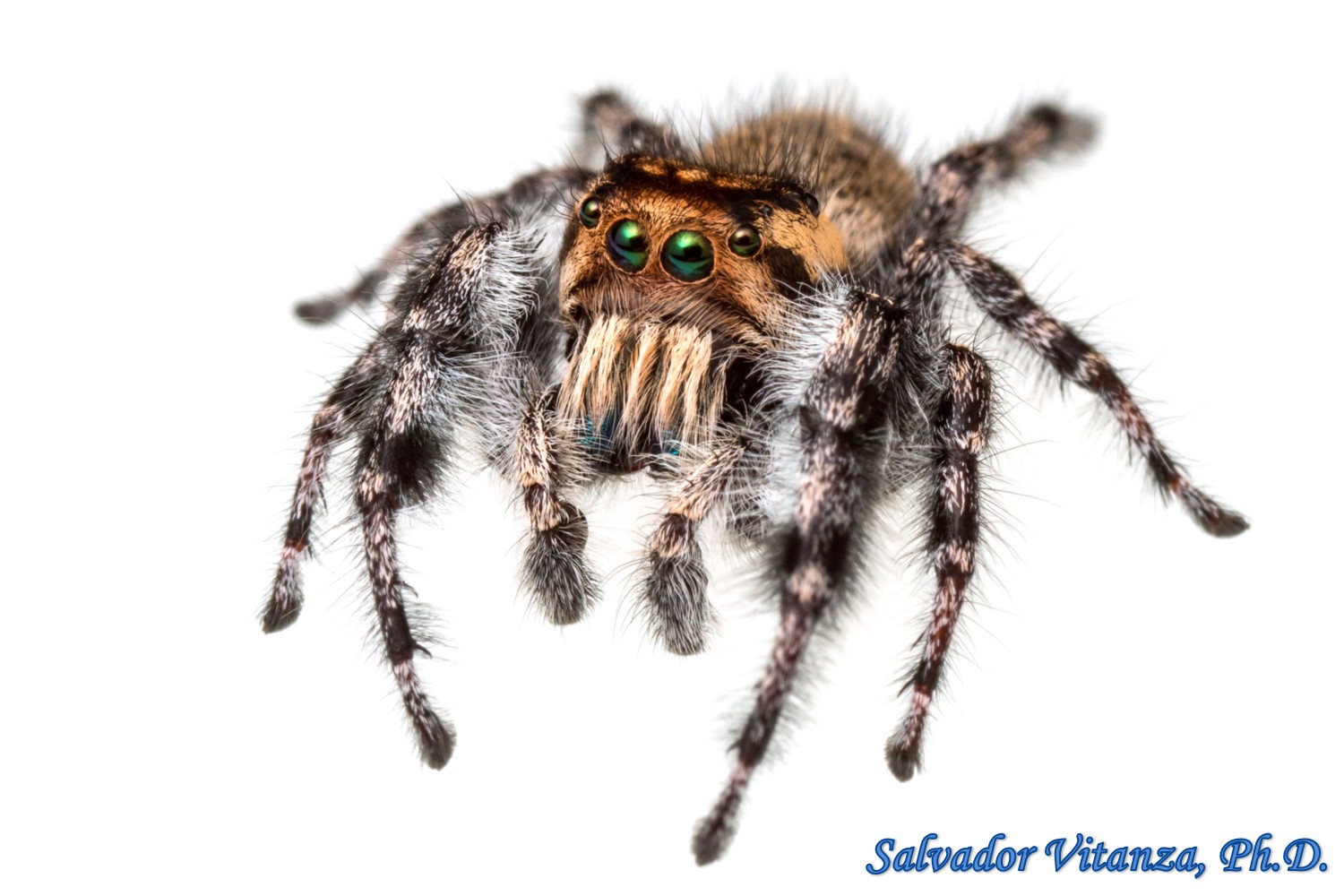 Jumping Spiders Nurse Offspring Nearly to Adulthood  American Association  for the Advancement of Science (AAAS)