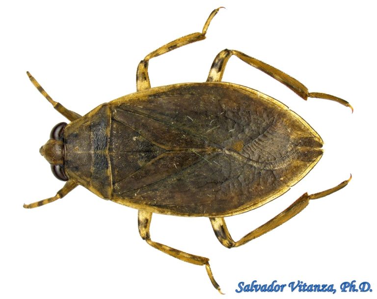 Hemiptera-Heteroptera-Belostomatidae-Belostoma-Giant Water Bugs (A ...