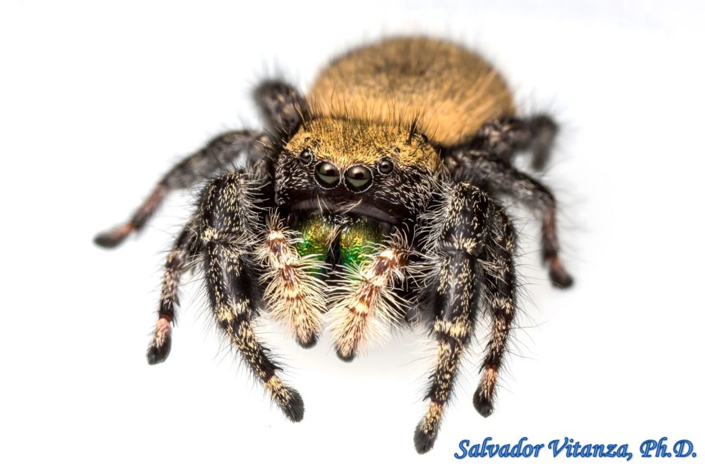 Class Arachnida-Araneae-Salticidae-Phidippus Apacheanus-Jumping Spiders ...