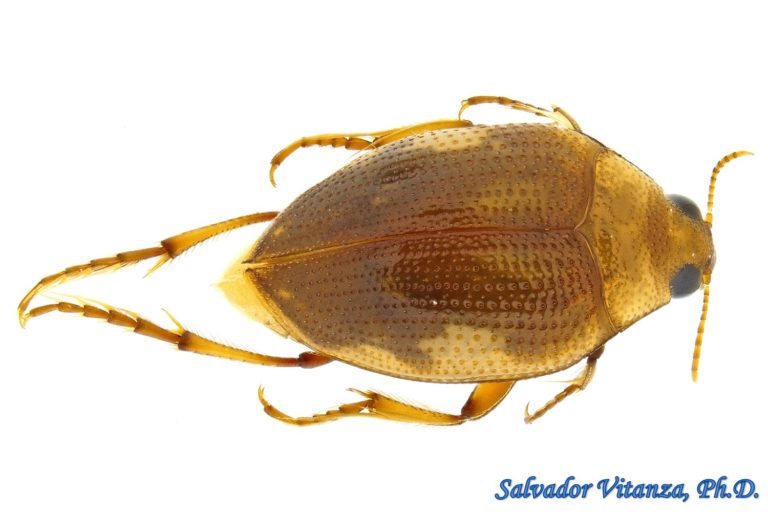 Coleoptera-Haliplidae-Haliplus mimeticus-Crawling Water Beetles FEMALE ...