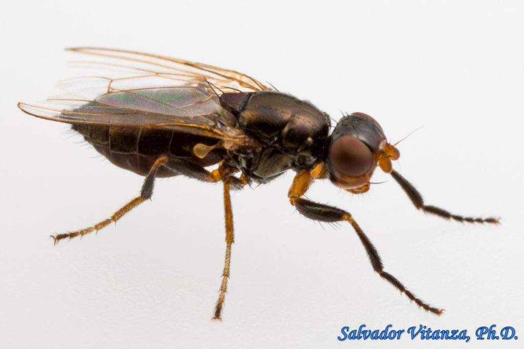 Diptera-Piophilidae-Piophila casei-Cheese Skipper (B) - Urban Programs ...