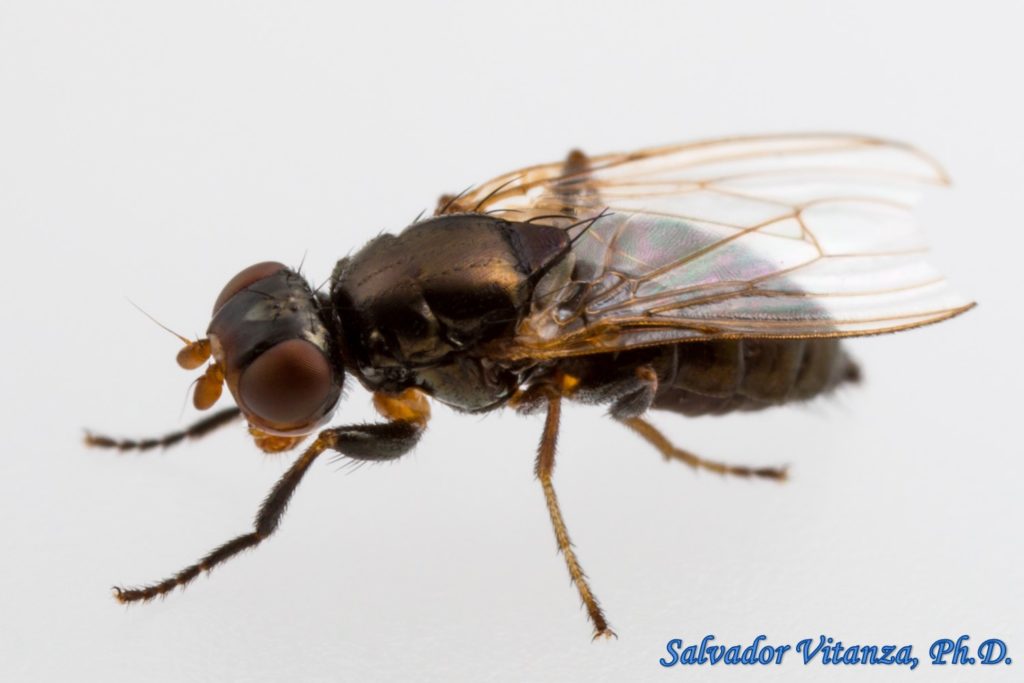 Diptera-Piophilidae-Piophila casei-Cheese Skipper (C) - Urban Programs ...