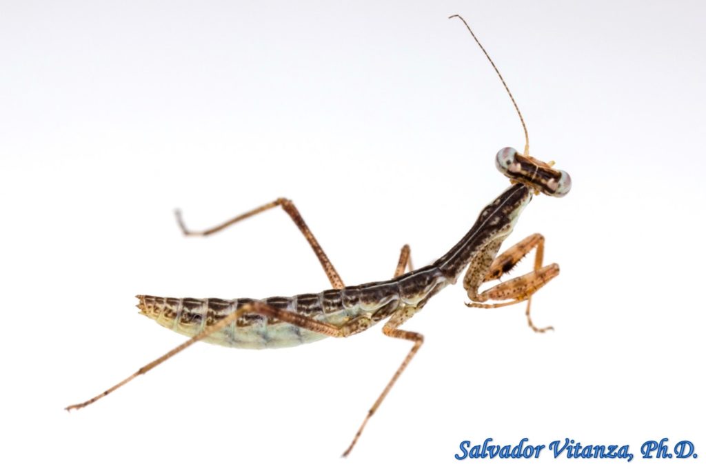 Mantodea-Mantidae-Stagmomantis limbata-Bordered mantis NYMPH (A ...