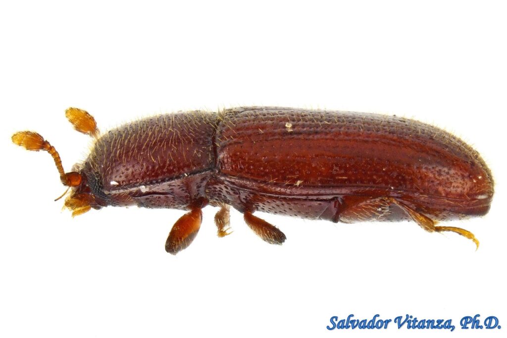 Coleoptera-Cerylonidae-Philothermus-Minute Bark Beetles (B) - Urban ...