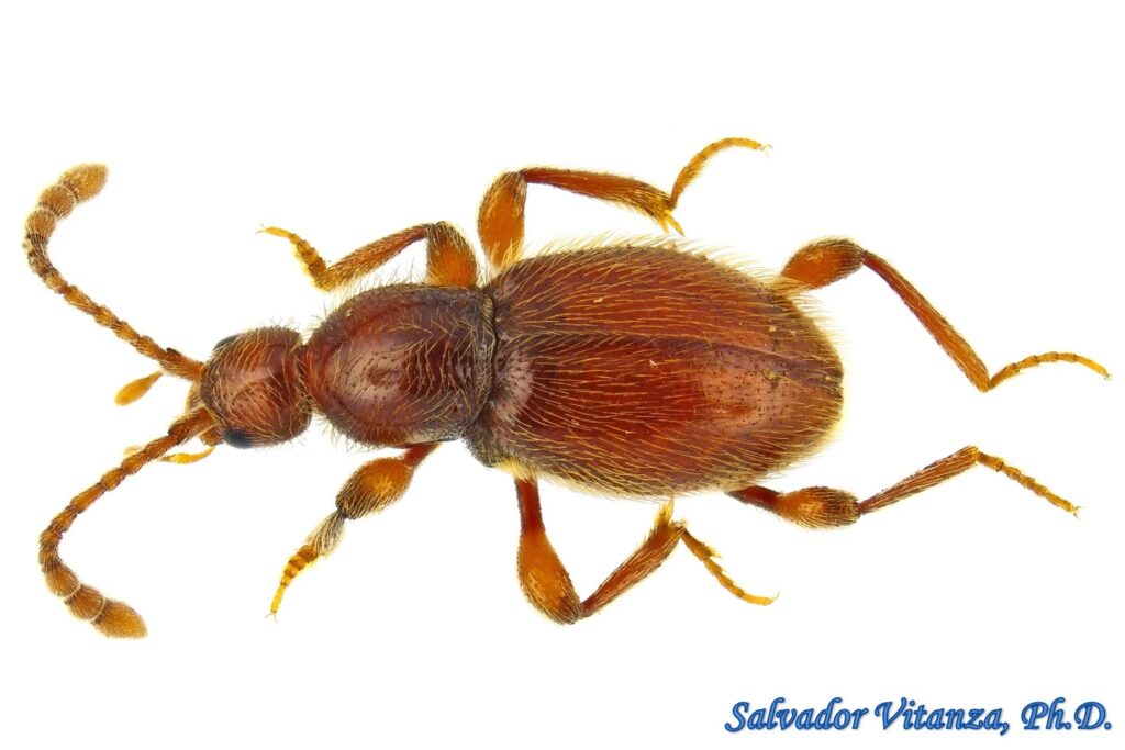 Coleoptera-Staphylinidae-Scydmaenus-Ant Like Stone Beetles (B) - Urban ...