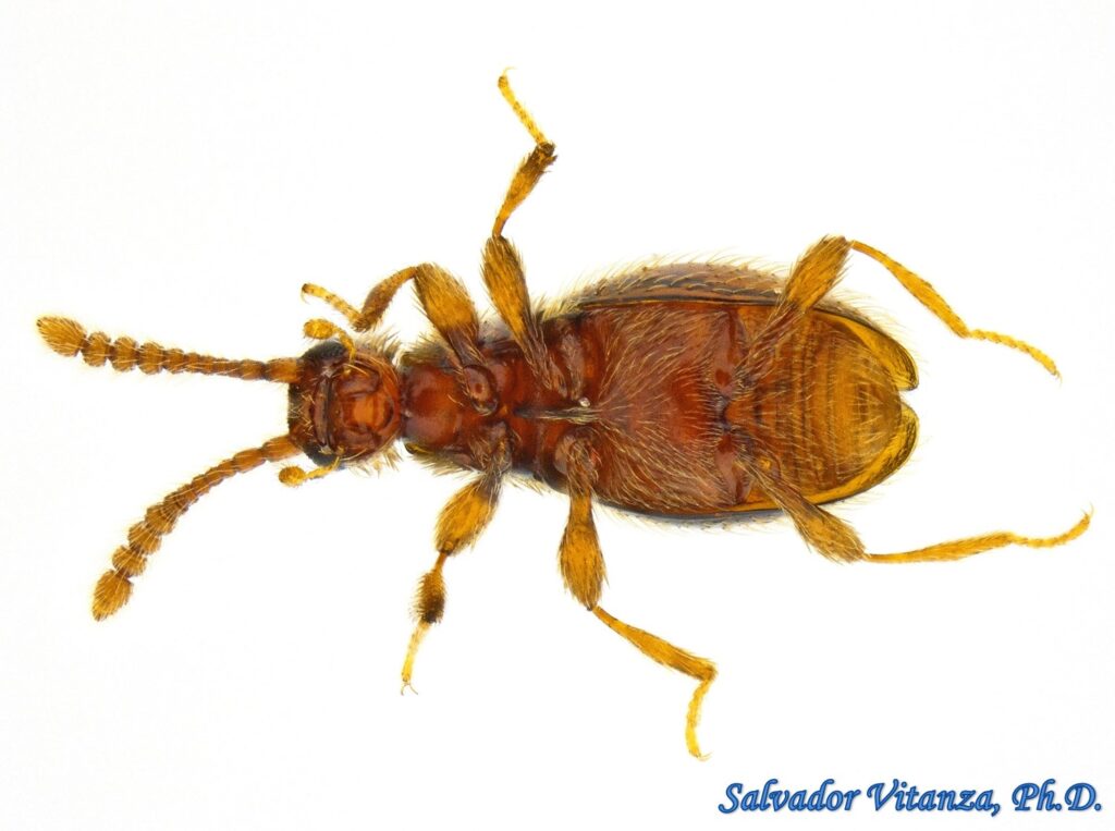 Coleoptera-Staphylinidae-Euconnus-Ant Like Stone Beetles (B) - Urban ...