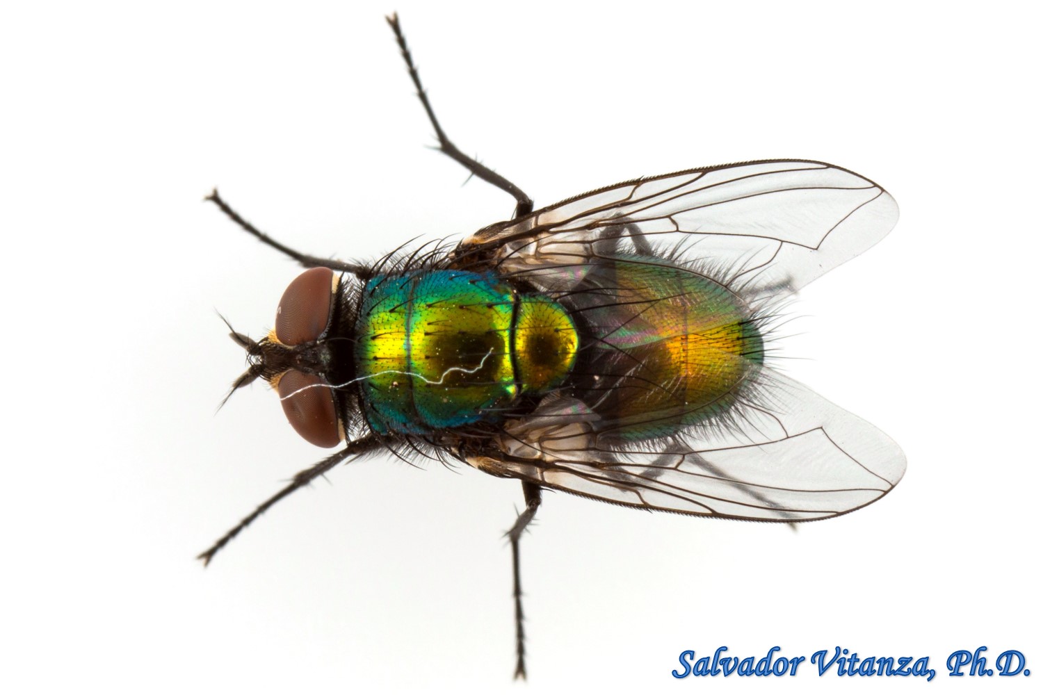Diptera-Calliphoridae-Lucilia sericata- Common Green Bottle Fly MALE (A) -  Urban Programs - El Paso County