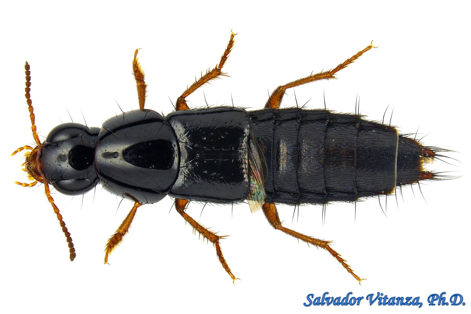 Coleoptera-Staphylinidae-Cyrtoquedius Verres-Large Rove Beetles (D ...