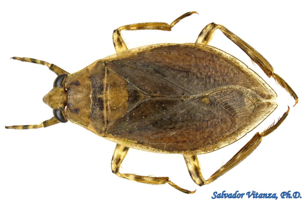 Hemiptera-Heteroptera-Belostomatidae-Belostoma flumineum-Giant Water ...