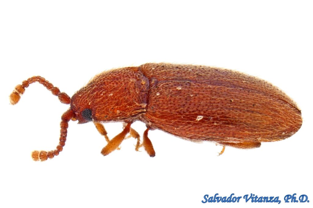 Coleoptera-Cryptophagidae-Caenoscelis-Silken Fungus Beetles (B) - Urban ...