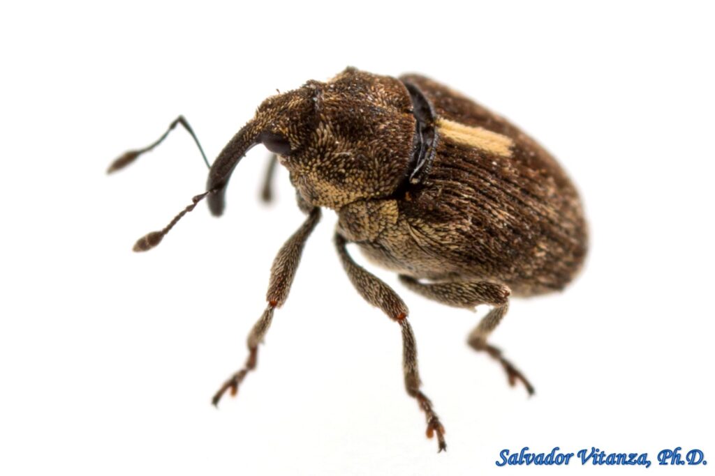 Coleoptera-Curculionidae-Sirocalodes Sericans-Minute Seed Weevils (B ...