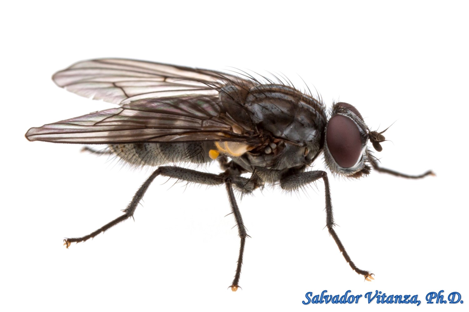 Diptera-Muscidae-House Flies and kin (02) - Urban Programs - El Paso County