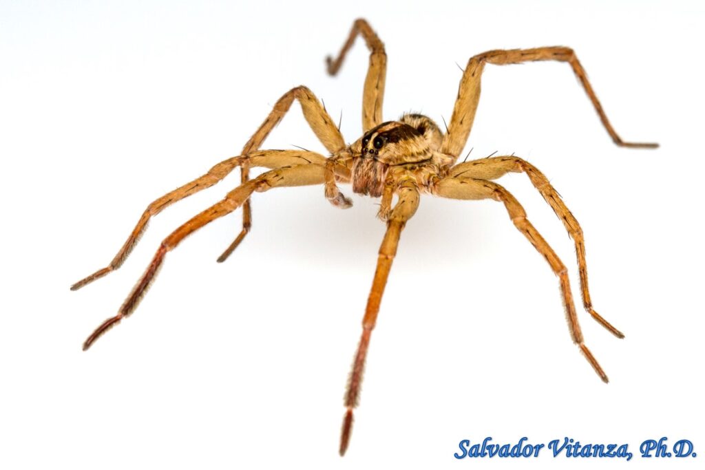 Class Arachnida-Araneae-Lycosidae-Rabidosa santrita-Wolf Spiders MALE ...