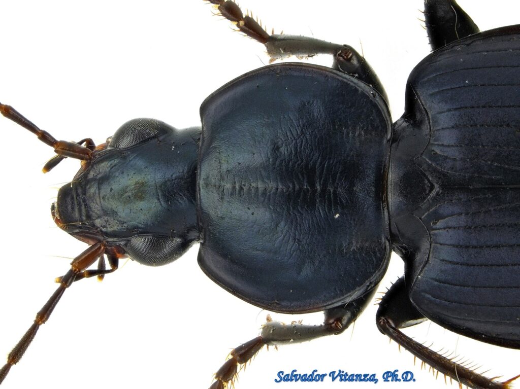 Coleoptera-Carabidae-Agonum Cyclifer-Ground Beetles (B) - Urban ...