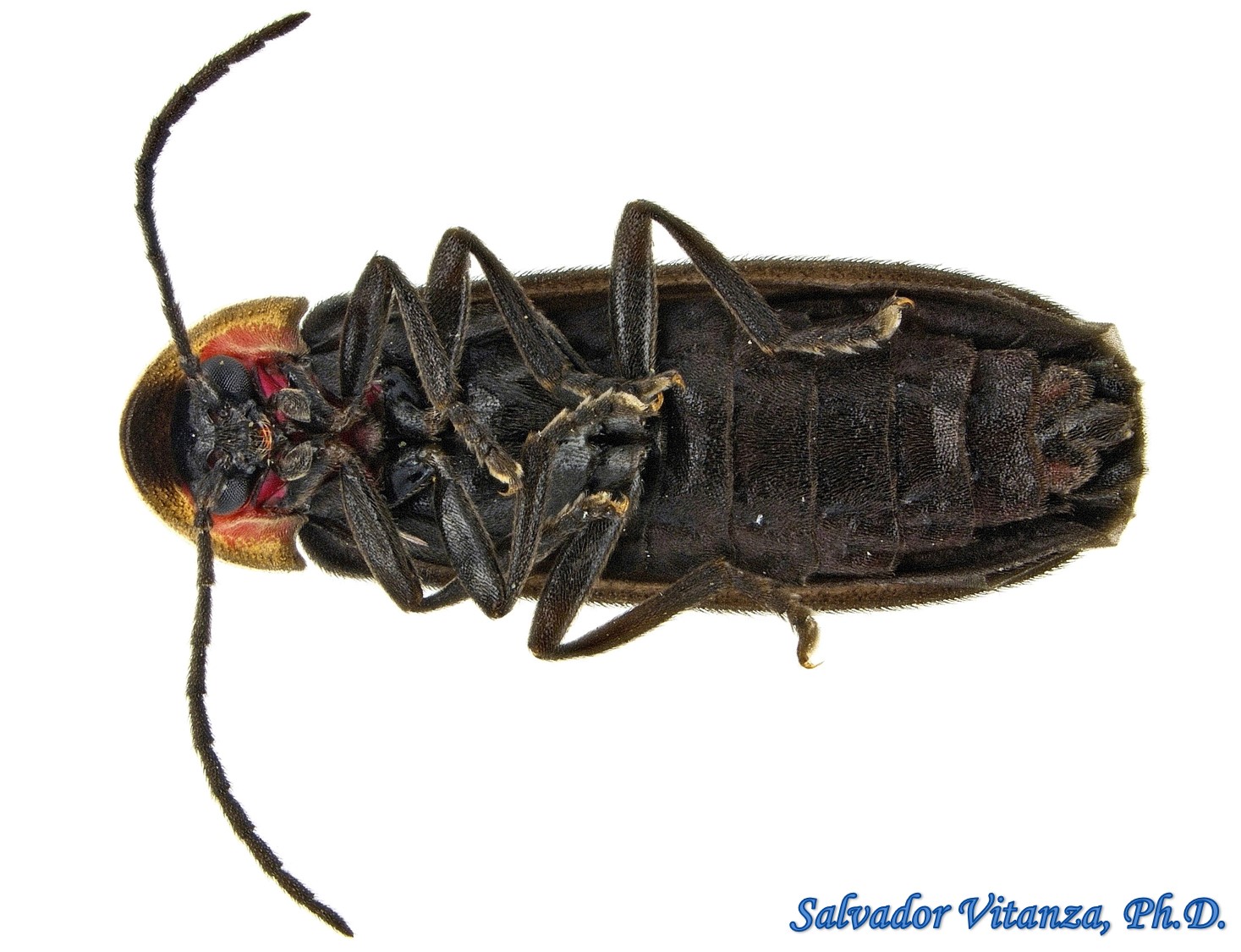 Coleoptera-Lampyridae-Pyropyga-Fireflies (B) - Urban Programs - El Paso ...