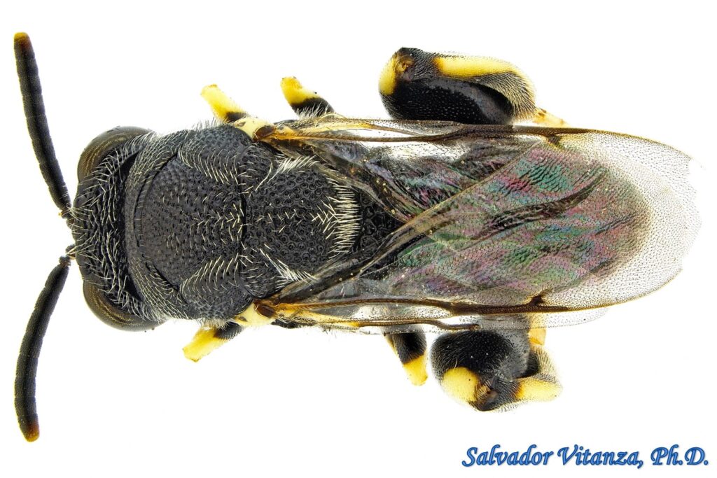 Hymenoptera-Chalcididae-Brachymeria-Chalcidid Wasps (B) - Urban ...