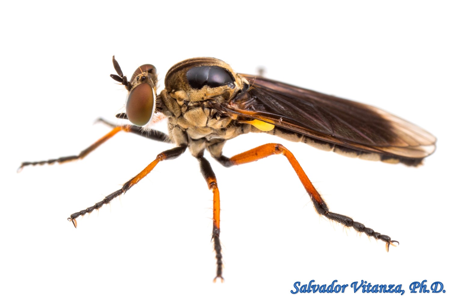 Diptera-Asilidae-Cophura-Robber Flies (B) - Urban Programs - El Paso County