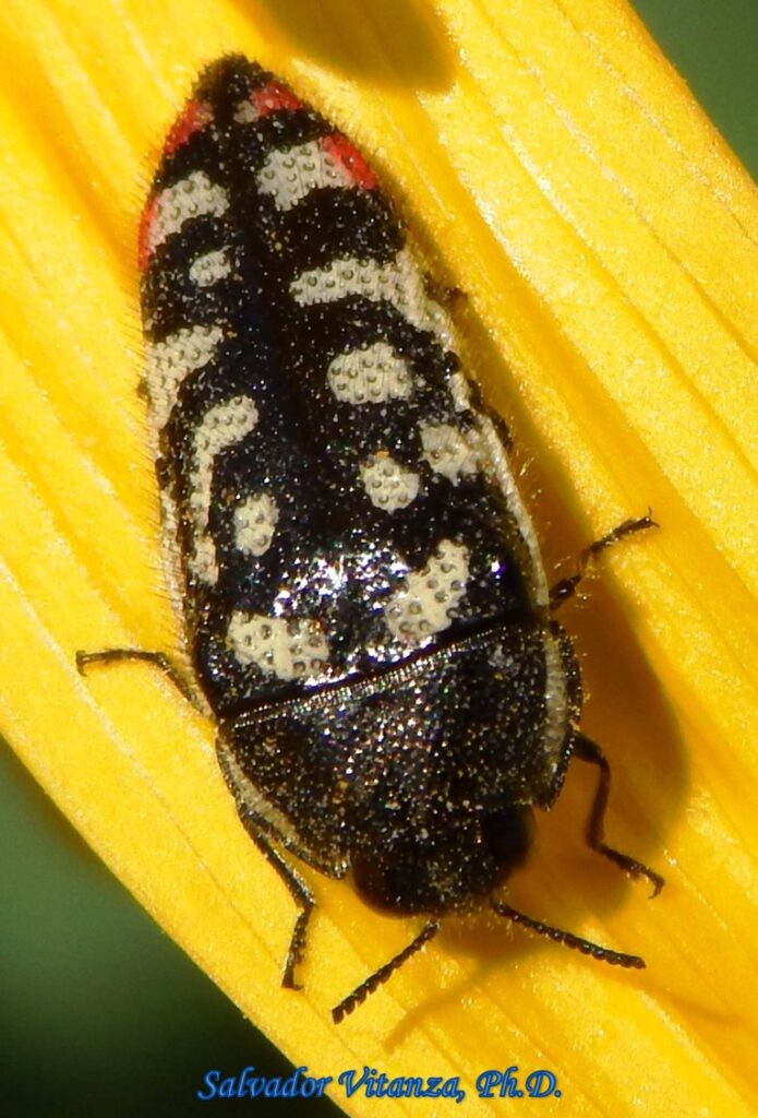 Coleoptera-Buprestidae-Acmaeodera Opacula-Metallic Wood Boring Beetles ...