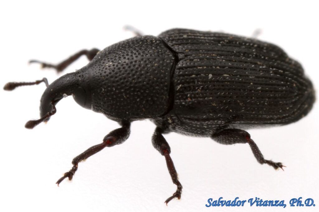 Coleoptera-Curculionidae-Baris-Flower Weevils (B) - Urban Programs - El ...