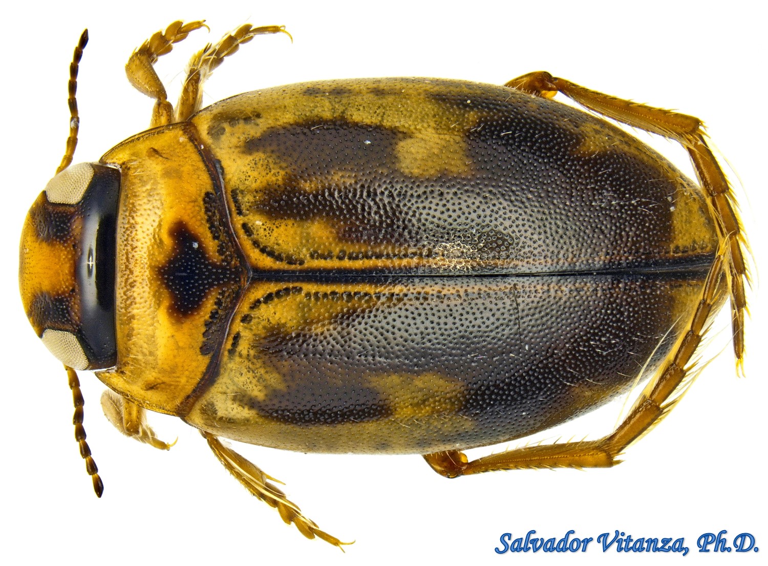 Coleoptera-Dytiscidae-Hygrotus wardii-Predaceous Diving Beetles MALE (B ...