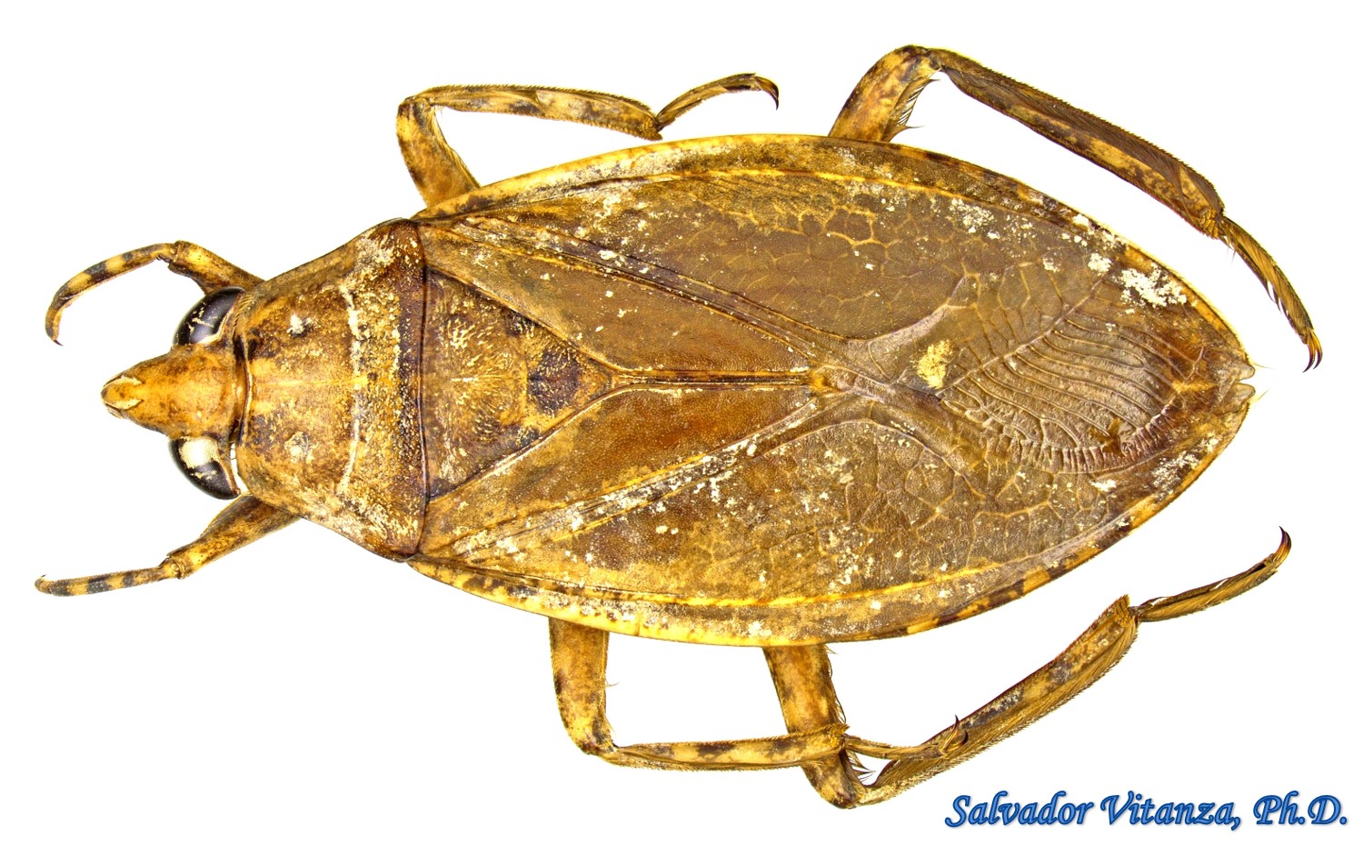 Hemiptera Heteroptera Belostomatidae Belostoma Subspinosum Giant Water Bugs Female A Urban 6419