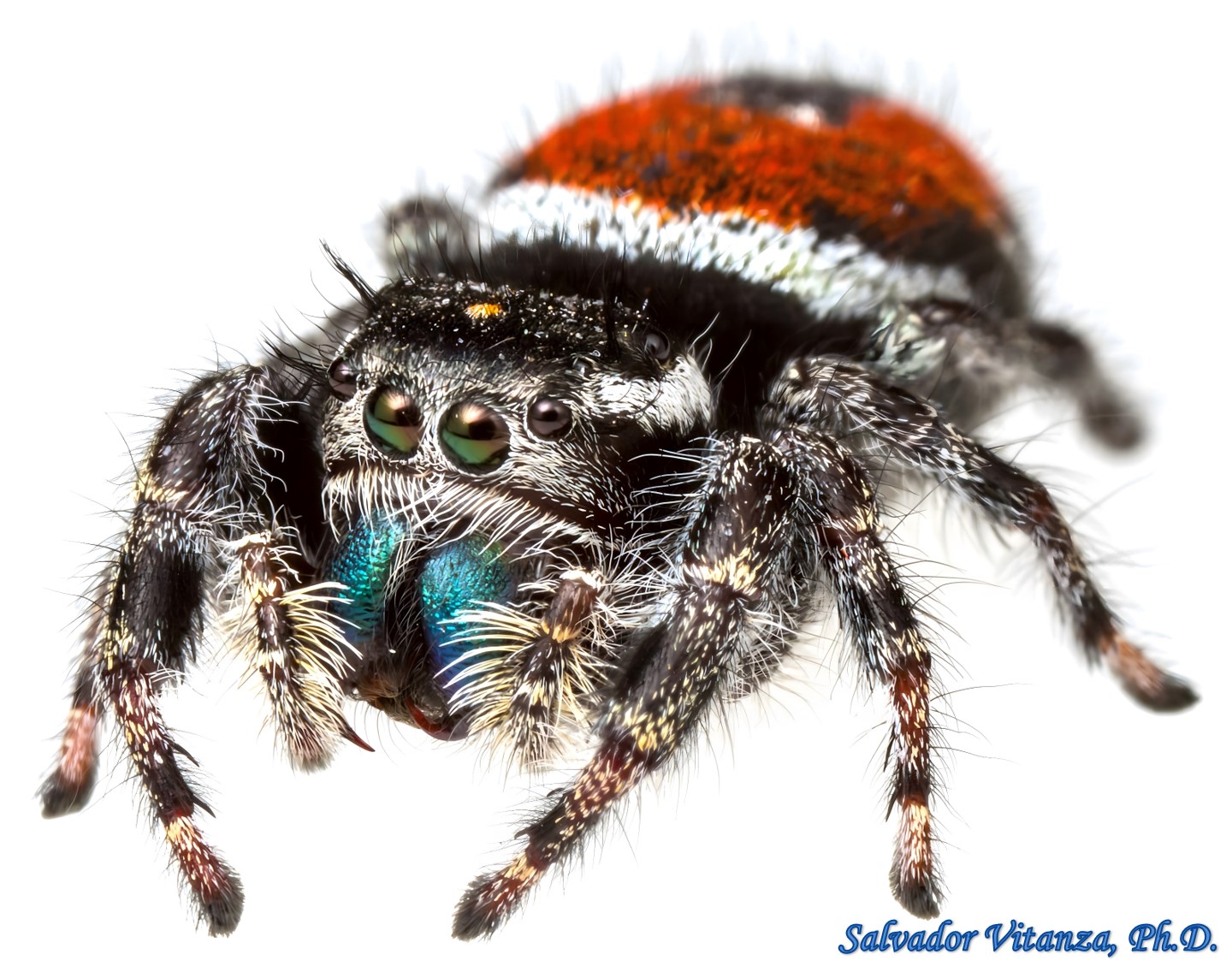 Class Arachnida-Araneae-Salticidae-Phidippus Carneus (montivagus Form ...