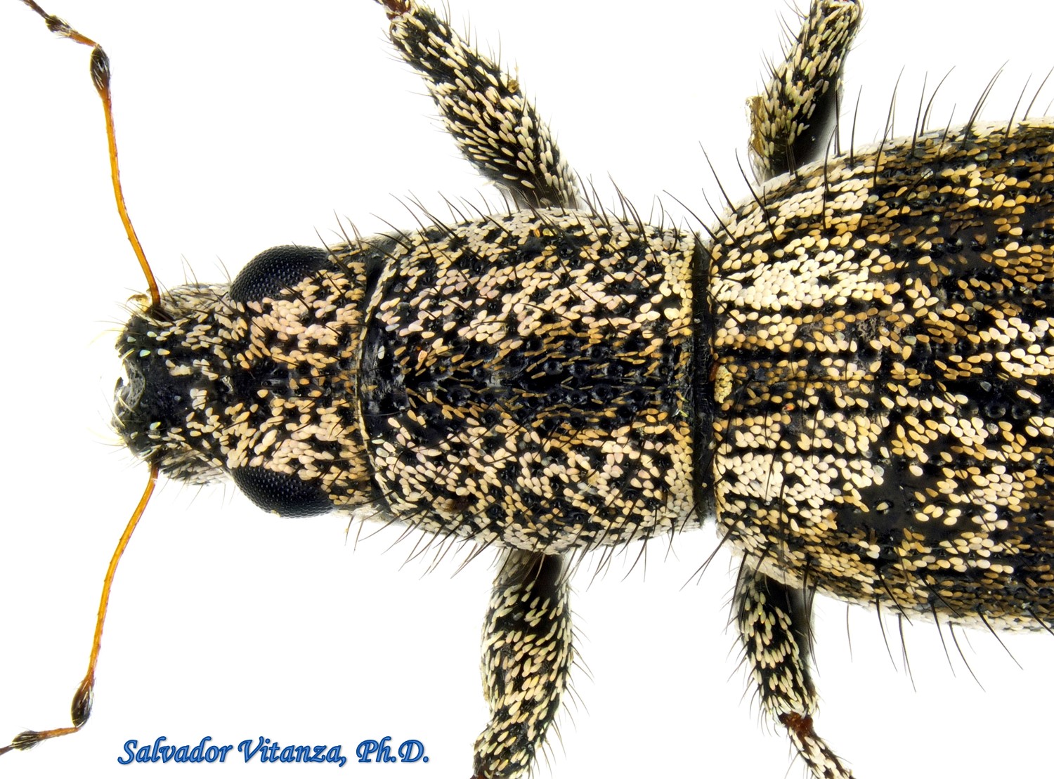 Coleoptera-Curculionidae-Mitostylus Setosus-Broad Nosed Weevils (B ...