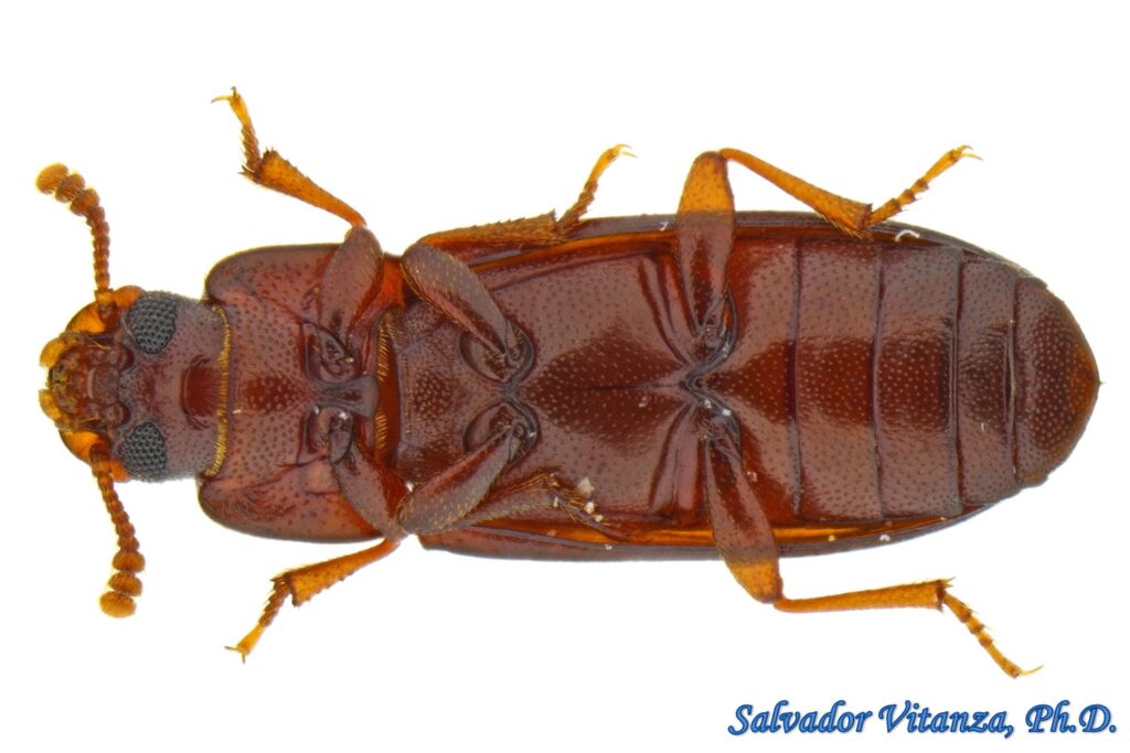 Coleoptera Tenebrionidae Tribolium Castaneum Red Flour Beetle I Urban Programs El Paso County