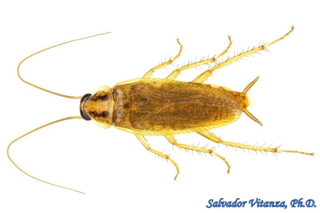 Blattodea-Ectobiidae-Blattella germanica-German Cockroach MALE (I ...