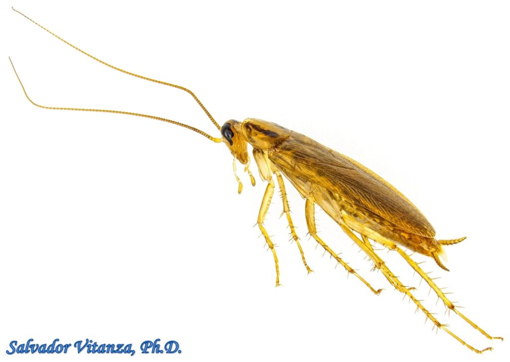 Blattodea-Ectobiidae-Blattella germanica-German Cockroach MALE (L ...