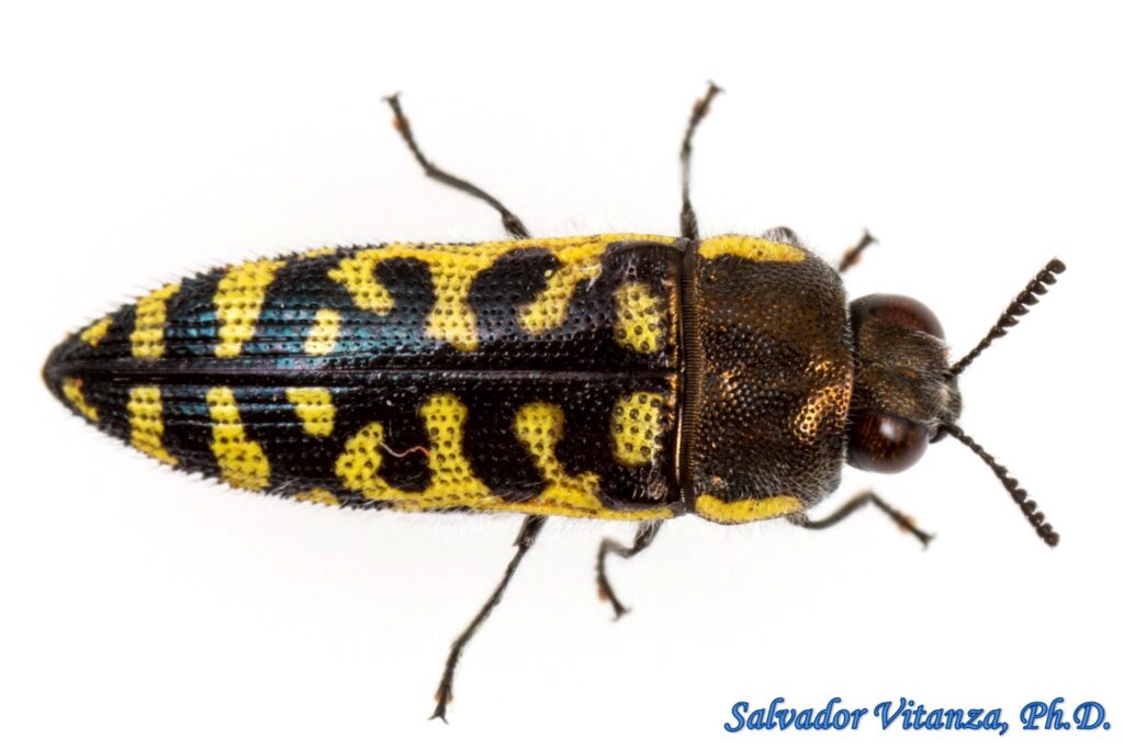 Coleoptera- Buprestidae-Acmaeodera Solitaria-Metallic Wood Boring ...