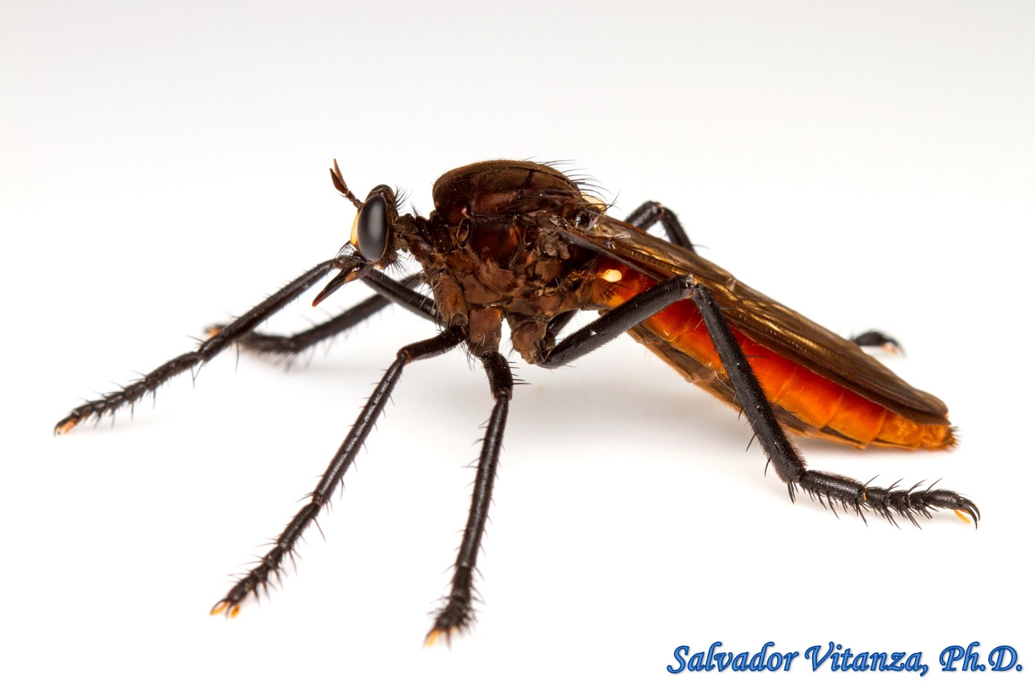 Diptera-Asilidae-Archilestris Magnificus-Robber Flies FEMALE (B ...