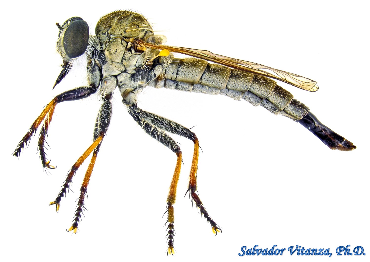 Diptera Asilidae Efferia Robber Flies Female K Urban Programs El Paso County
