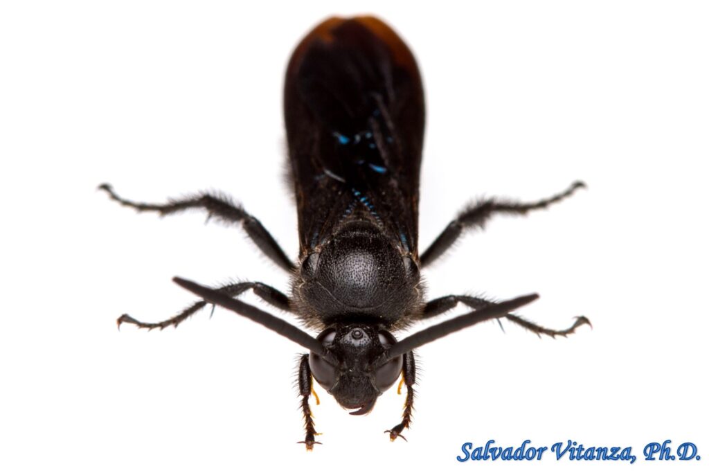 Hymenoptera-Scoliidae-Scolia mexicana-Scoliid Wasps MALE (H) - Urban ...