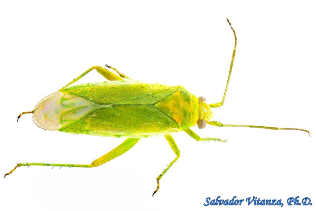 Hemiptera-Heteroptera-Miridae-Orthotylus stanleyaea-Plant Bugs FEMALE ...